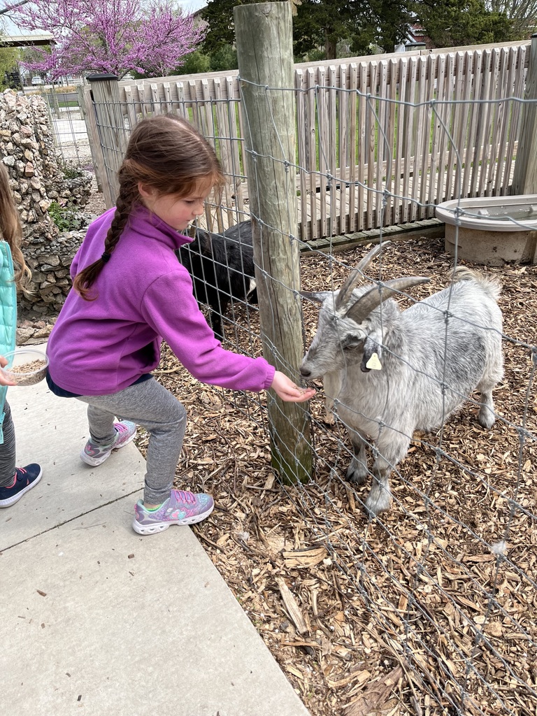 Petting zoo at Aikman Wildlife - RES kindergartners